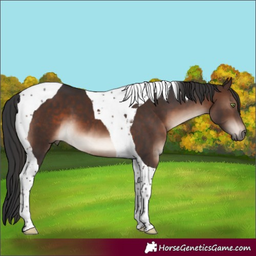 Horse Color:Brown Mushroom Tobiano 