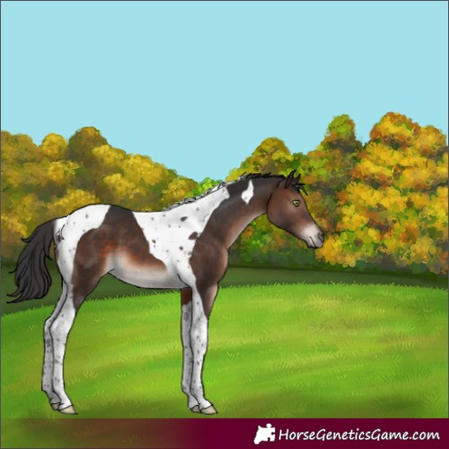 Horse Color:Brown Mushroom Tobiano 