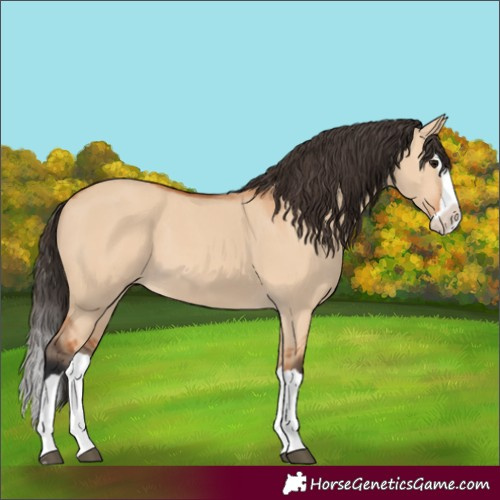 Horse Color:Bay Dun Splash