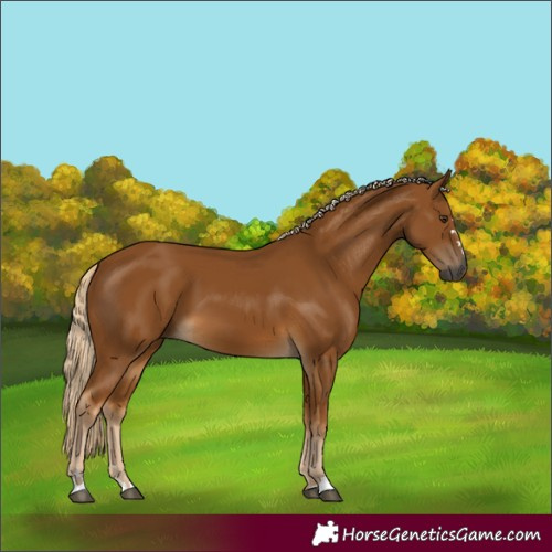 Horse Color:Gray Palomino 