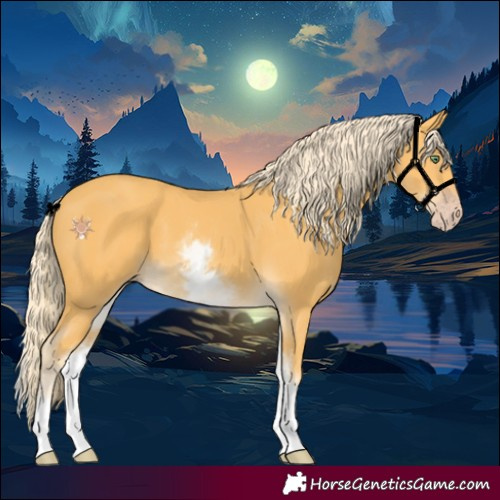 Horse Color:White Spotted Gold Cream Champagne 