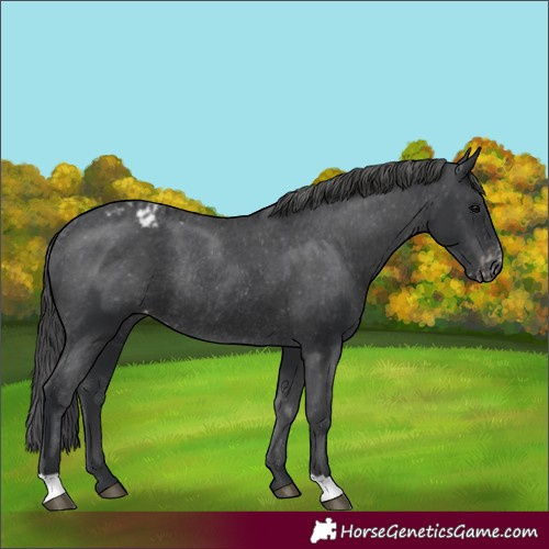 Horse Color:Black Varnish Rabicano