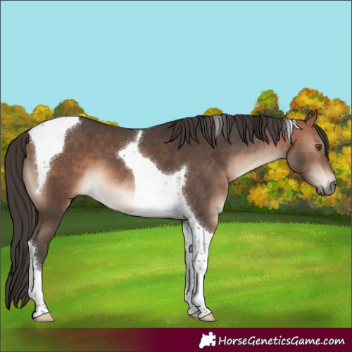Horse Color:Bay Mushroom Tobiano 