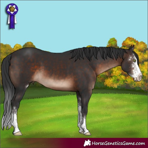 Horse Color:Brown Mushroom Sabino 