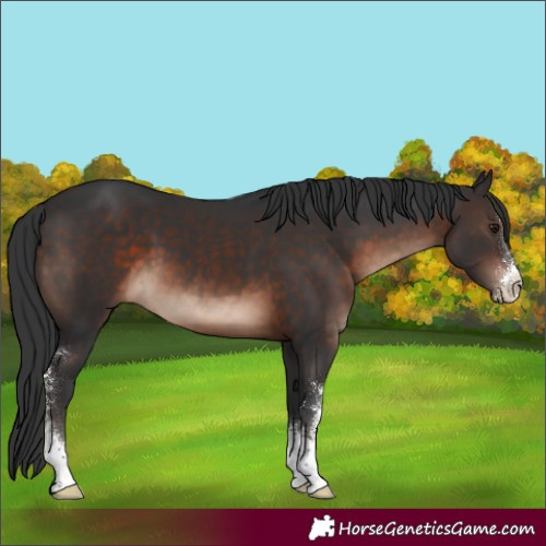 Horse Color:Brown Mushroom Sabino