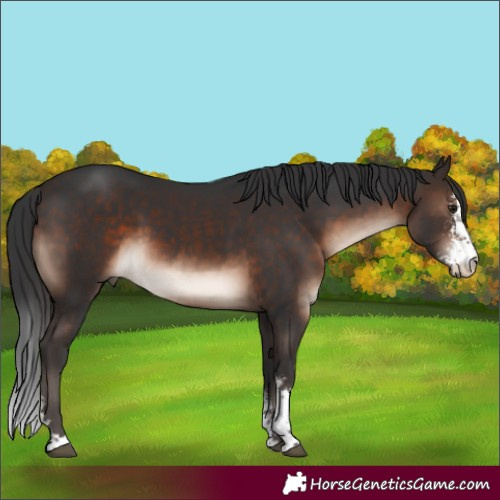 Horse Color:Brown Mushroom Sabino 