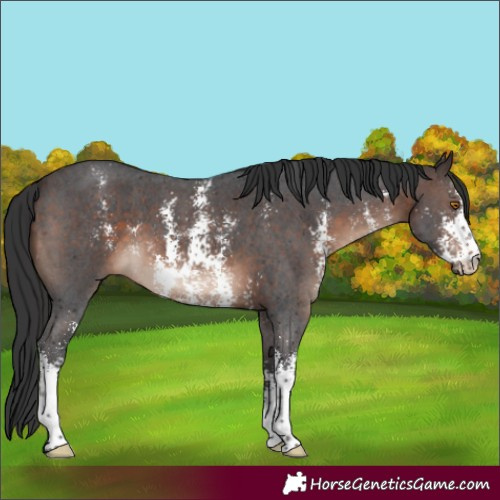Horse Color:Brown Mushroom Sabino