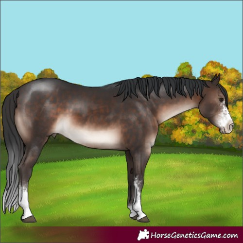 Horse Color:Brown Mushroom Sabino 