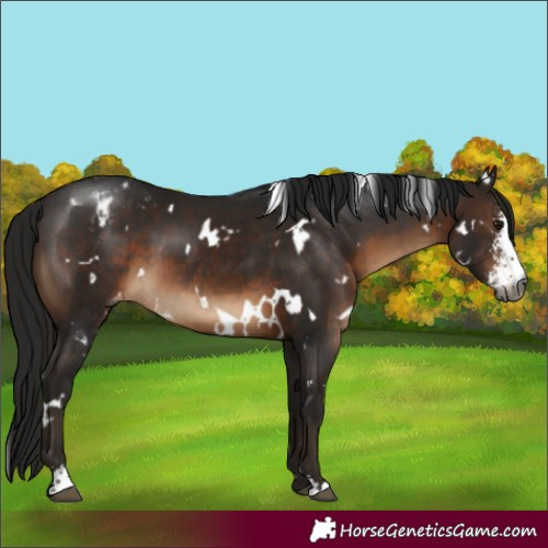 Horse Color:Gray White Spotted Bay Mushroom Sabino Varnish 