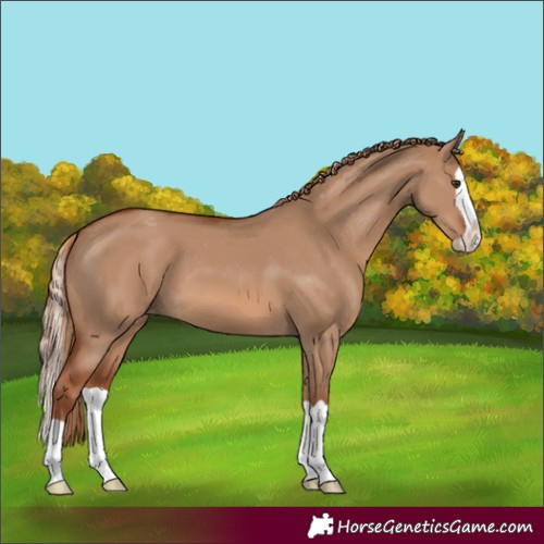 Horse Color:Red Dun Splash Varnish