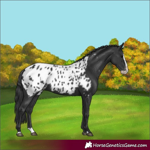 Horse Color:Black Splash Near Leopard 