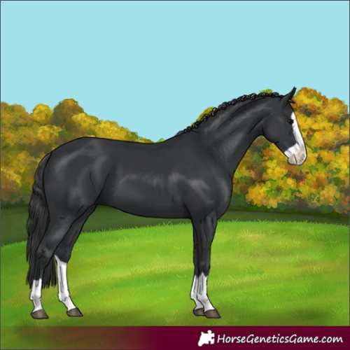 Horse Color:Black Splash 