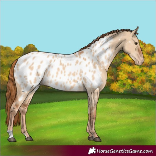 Horse Color:Red Dun Near Leopard
