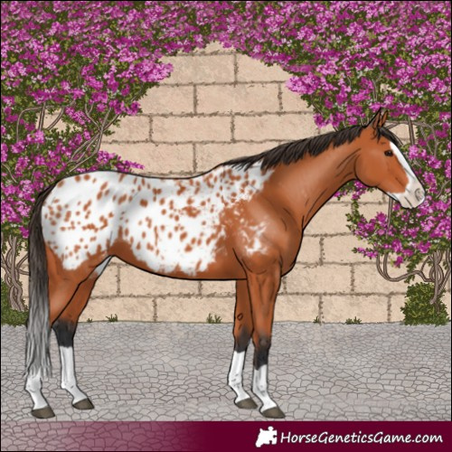 Horse Color:Bay Splash Blanket