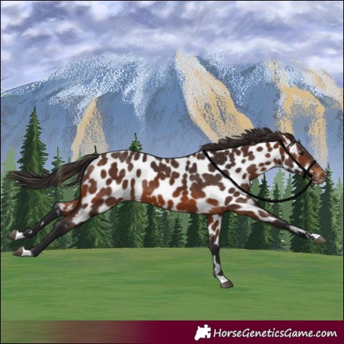 Horse Color:Brown Near Leopard 