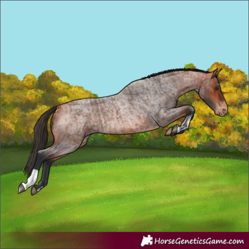 Horse Color:Bay Roan Appaloosa  and Bay Roan Appaloosa Rabicano 