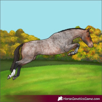 Horse Color:Bay Roan Varnish  and Bay Roan Varnish Rabicano 