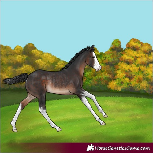 Horse Color:Brown Splash Rabicano 