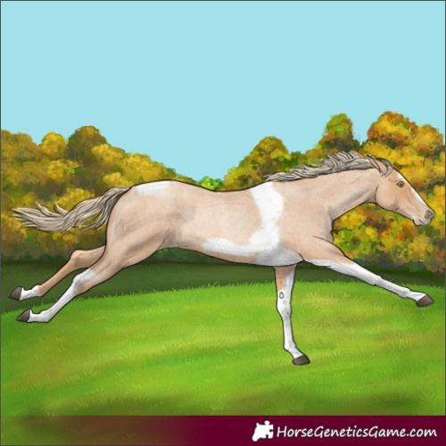 Horse Color:Red Roan Pearl Tobiano Frame