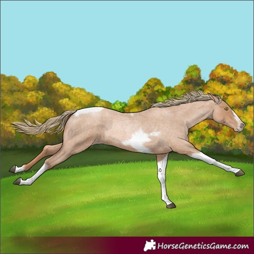 Horse Color:Red Roan Pearl Tobiano Frame 