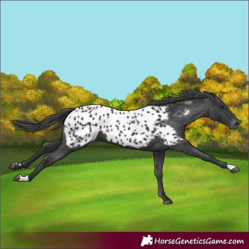 Horse Color:Black Appaloosa 