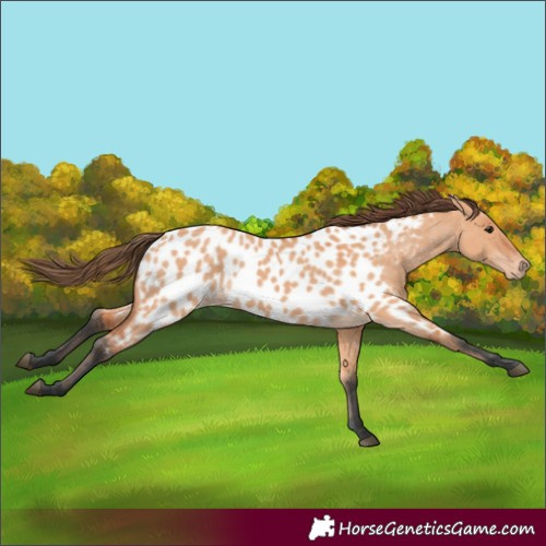 Horse Color:Bay Dun Appaloosa 