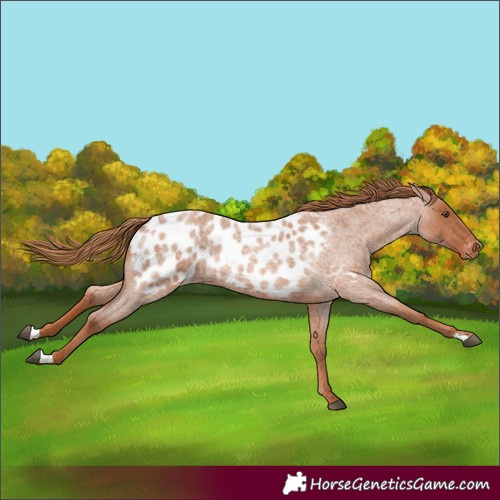 Horse Color:Red Roan Appaloosa