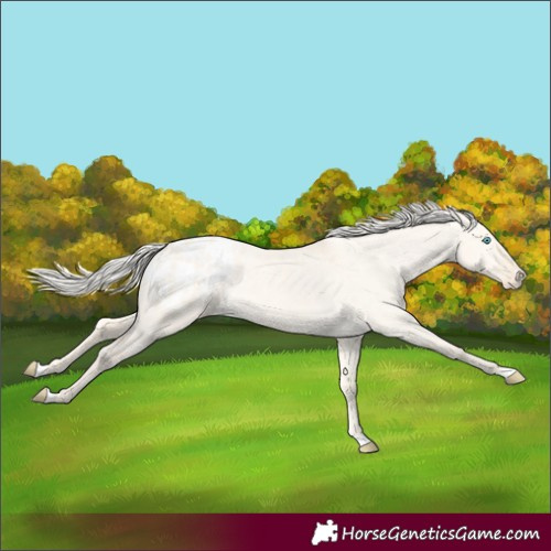 Horse Color:Cremello Dun Appaloosa 