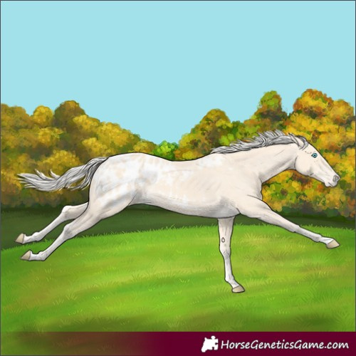 Horse Color:Cremello Appaloosa