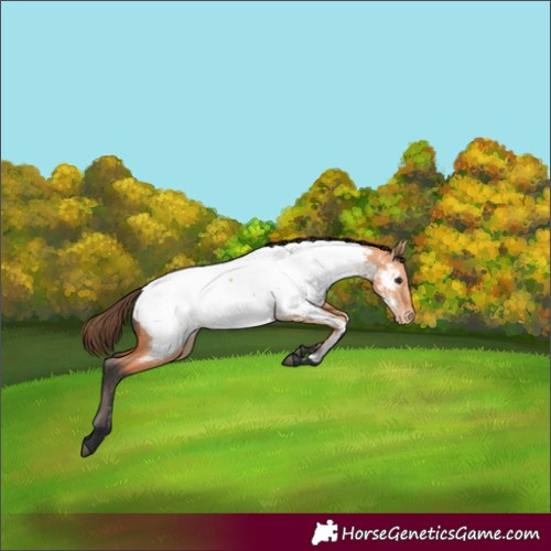 Horse Color:Bay Dun Near Fewspot
