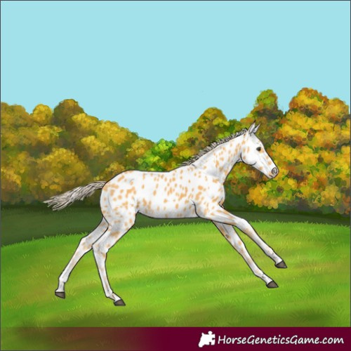 Horse Color:Palomino Appaloosa