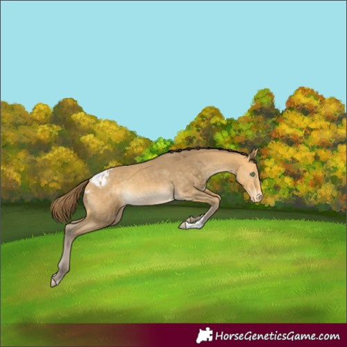 Horse Color:Amber Cream Champagne Appaloosa 