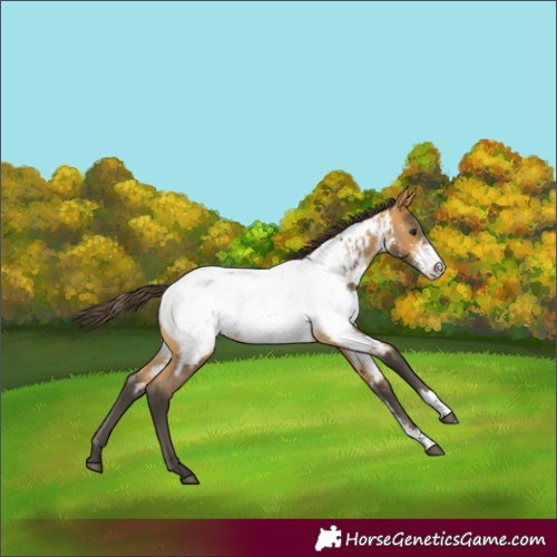Horse Color:Buckskin Sabino Near Fewspot 