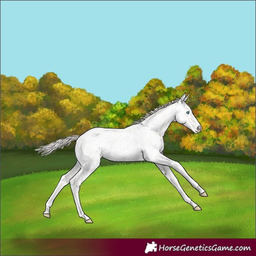 Horse Color:Perlino Sabino Appaloosa 
