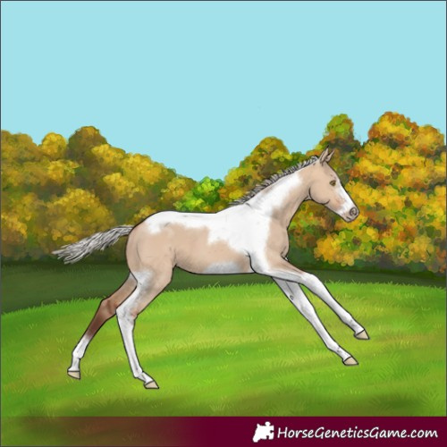 Horse Color:Silver Bay Dun Tobiano Frame