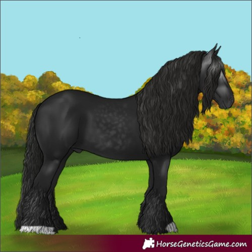 Horse Color:Gray Black 
