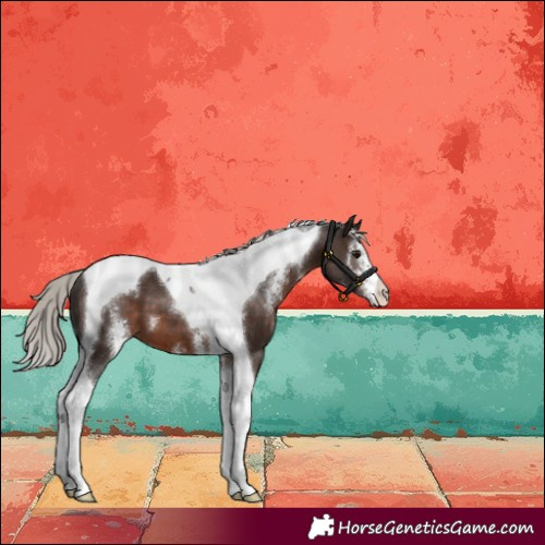 Horse Color:Silver Brown Sabino Tobiano 