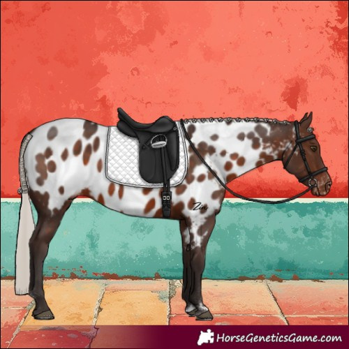 Horse Color:Silver Brown Near Leopard Rabicano 