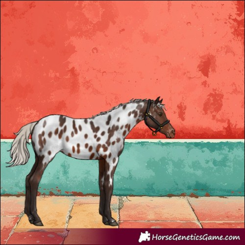 Horse Color:Silver Brown Appaloosa Rabicano 