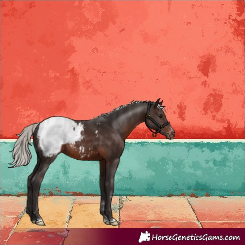 Horse Color:Silver Brown Snowcap Rabicano