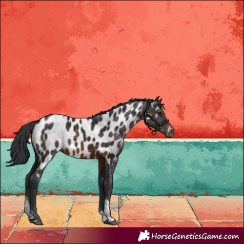 Horse Color:Brown Tobiano Near Leopard Rabicano