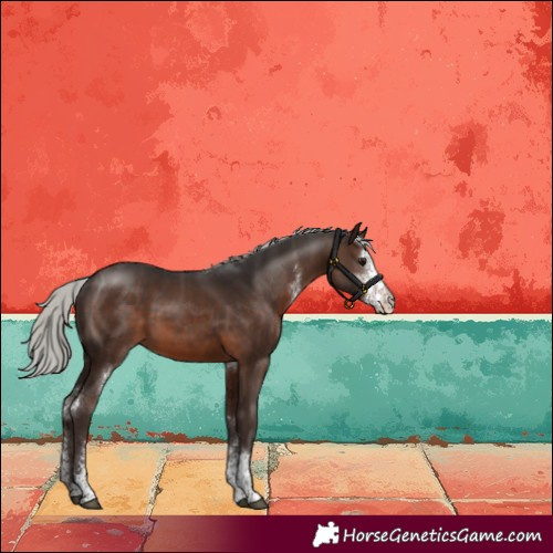 Horse Color:Silver Brown Sabino Rabicano