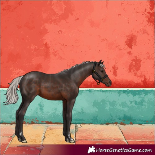 Horse Color:Silver Brown Rabicano