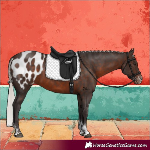 Horse Color:Silver Brown Sabino Tobiano Blanket 