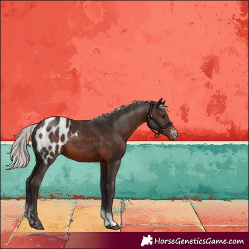 Horse Color:Silver Brown Sabino Tobiano Appaloosa