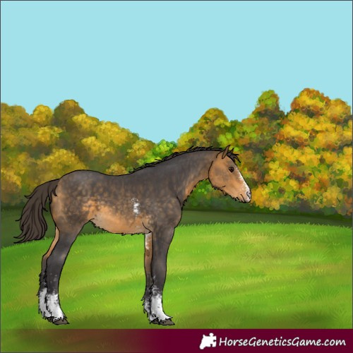 Horse Color:Buckskin Sabino 