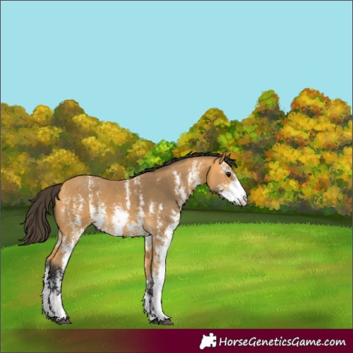 Horse Color:Buckskin Sabino