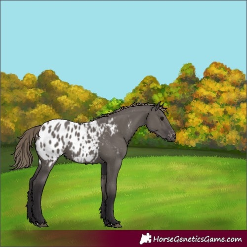 Horse Color:Smoky Grullo Appaloosa