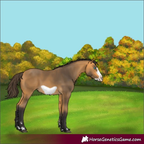 Horse Color:Buckskin Frame 