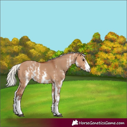 Horse Color:Silver Bay Dun Sabino 